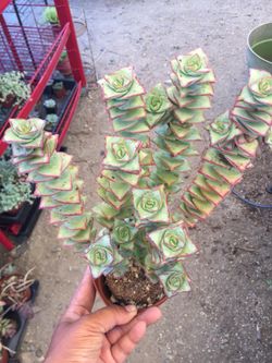 Succulents 4”
