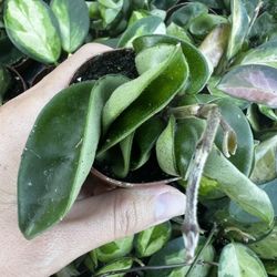 2” Rope Hoya House Plant