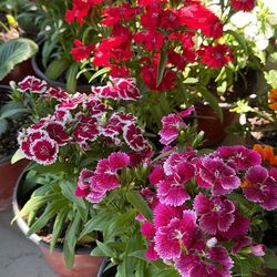 Variety of flowers