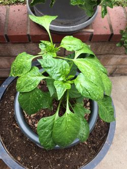 Pepper plant decorative green plant in pot