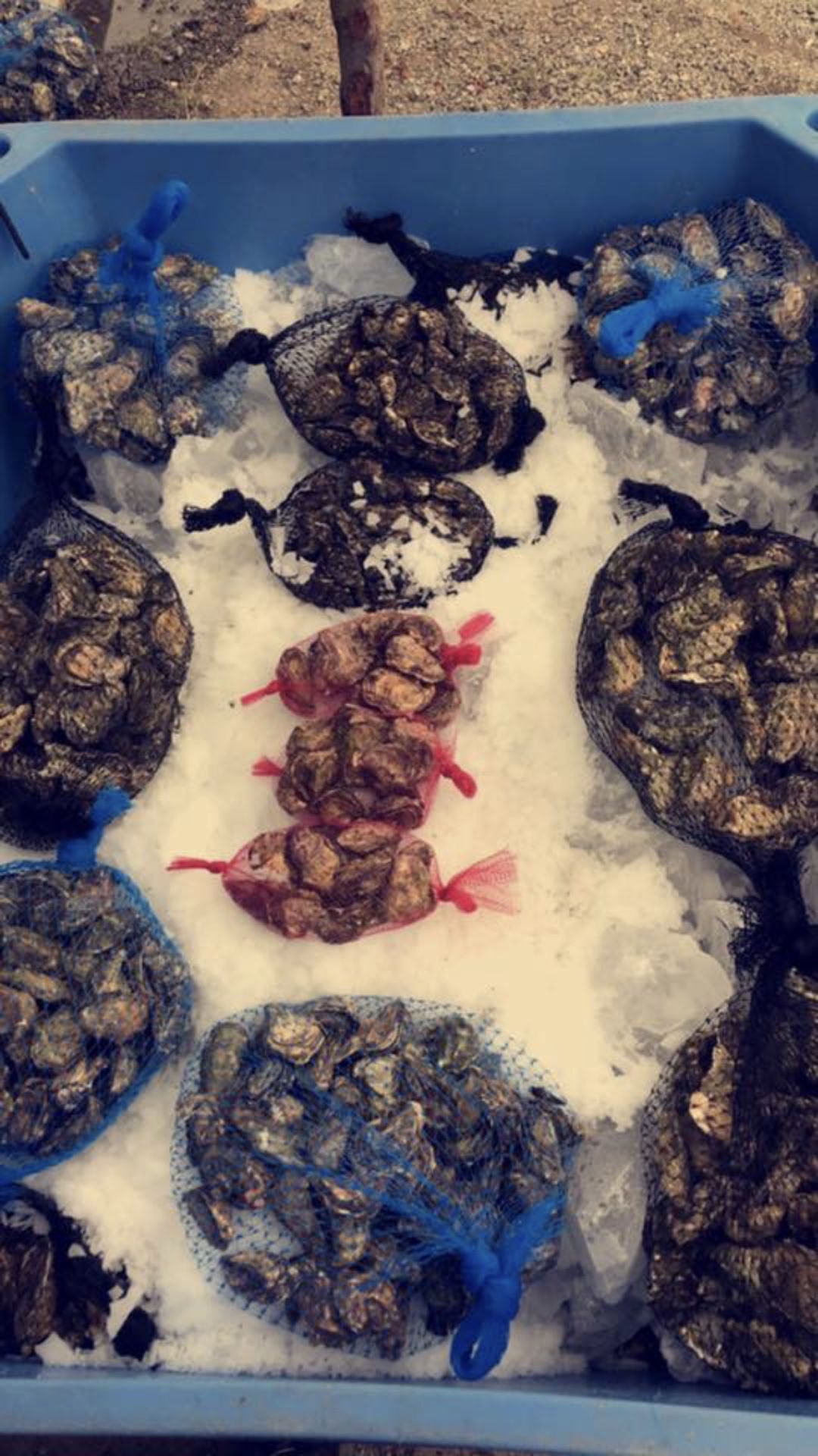Fresh oysters