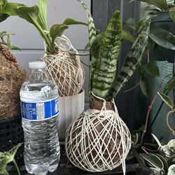 Assortment Of Kokedamas