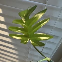 Philodendron Mayoi Plant Cutting ( Pls Read Description Below)