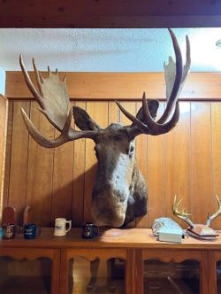 Large Mounted Moose Taxidermy Shoulder Mount 29” Rustic Lodge Decor