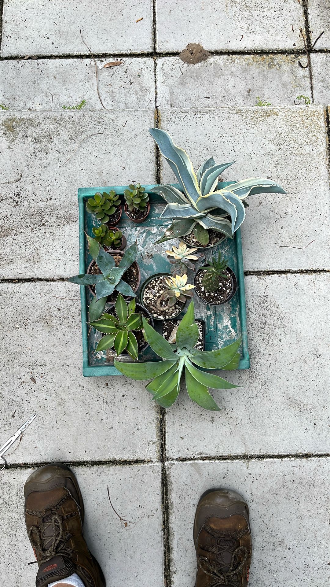 Tons Of Succulents. Agave, Aloe, Cactus, Succulents, Jade