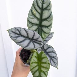 Alocasia Baginda Silver Dragon Plant 4" Pot - Indoor House Plants