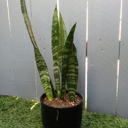Snake Plant In black Ceramic Pot