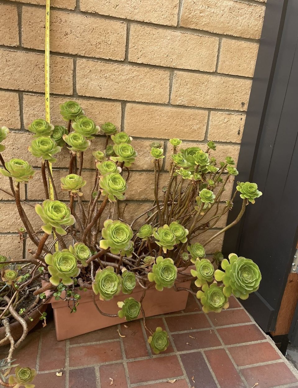3’ Tall Succulent Planter