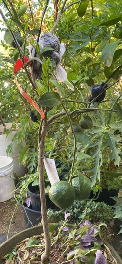 KAFFIR LIME ORGANIC HEALTHY