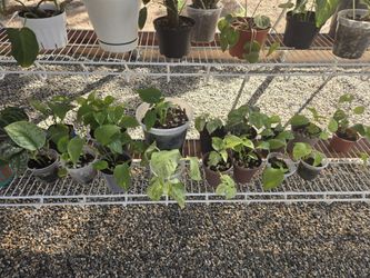 🌿“Healthy Houseplants – Locally Grown & Pest‑Free”