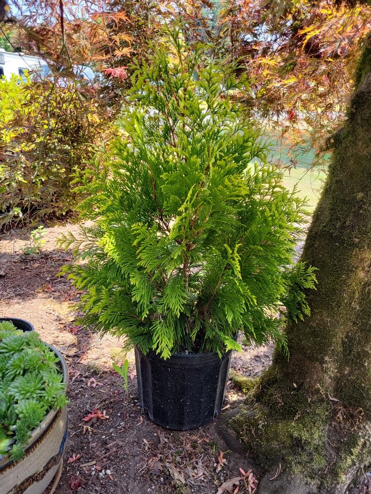 Upright Growing Beautiful Evergreen Shrubs