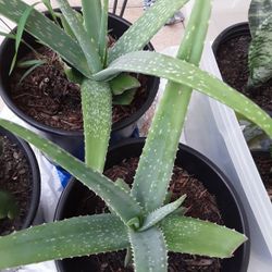 3 Huge  Alo Plants $6 Each In Weeki Wachee Spring Hill
