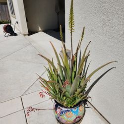 Aloe Vera Plant And Container 