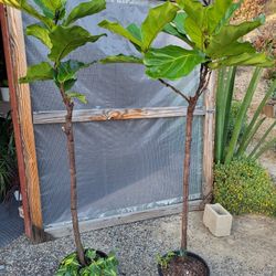 Fiddle Leaf Fig Plant 5.5ft To 6ft 12" Pot $20 Each