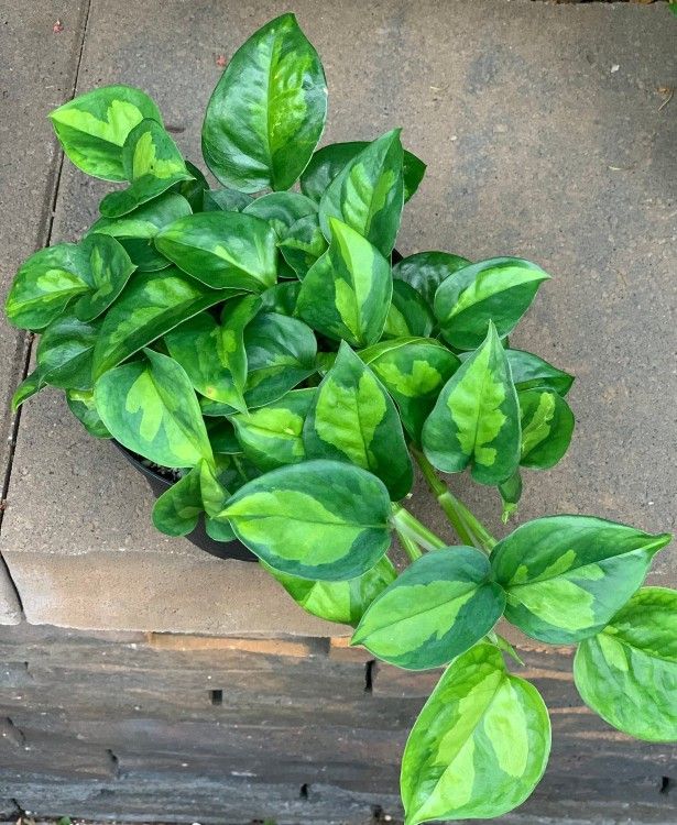 RARE Reverted Manjula Plant / Indoor Plant/ House Plant Pothos Flower Patio Garden
