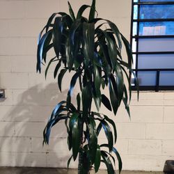 5.5ft Dracaena Lisa