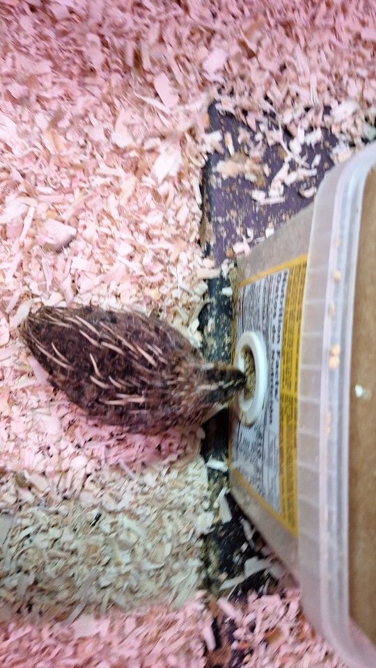 Quail