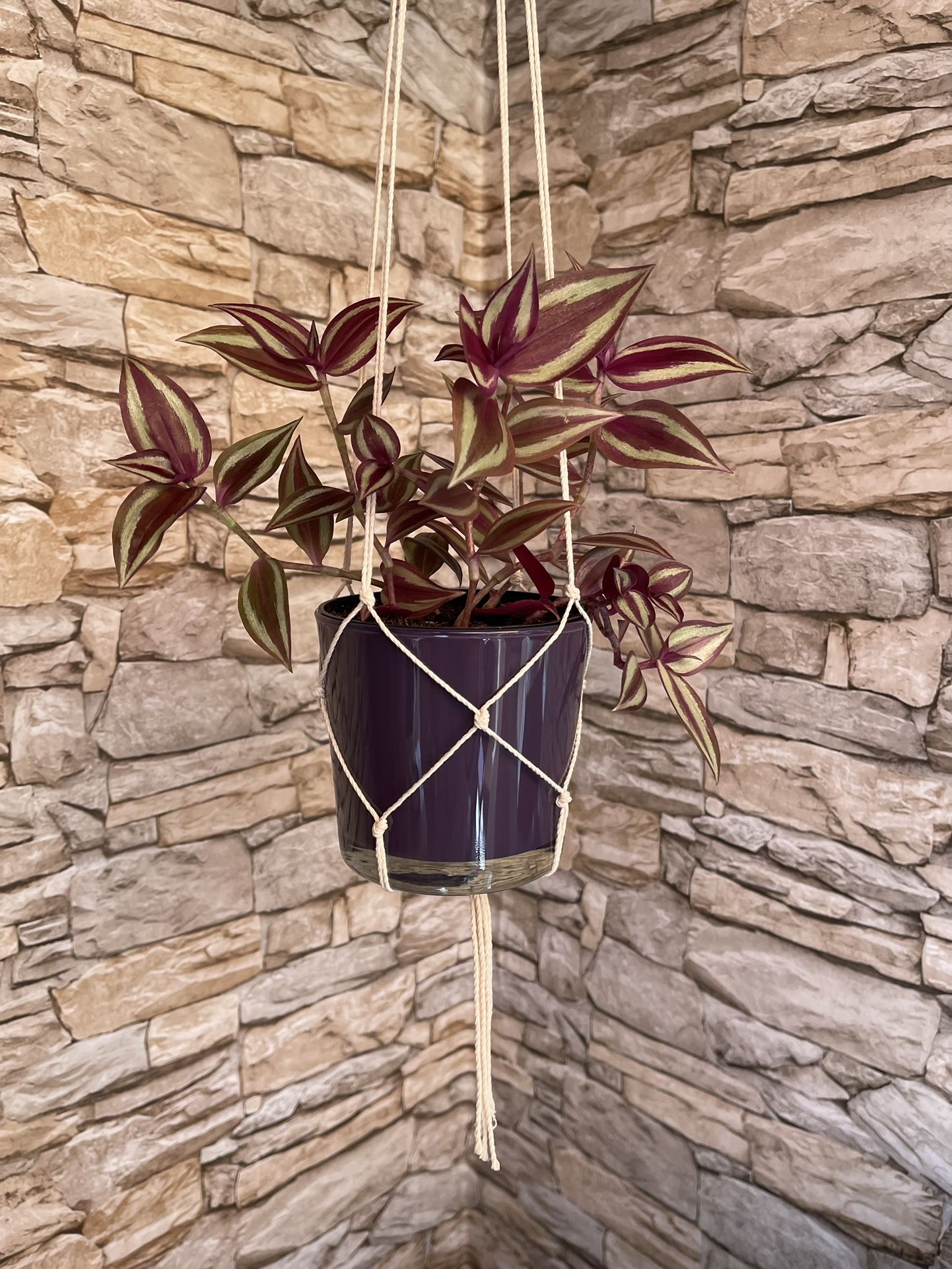 Tradescantia Zebrina Beautiful House Plant In Cute 4"H Pot With Macrame Of Your Choice $15.