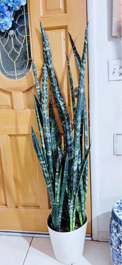 Very Tall Snake Plants