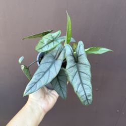 5” Alocasia Dragon Breath W/3 Plants 