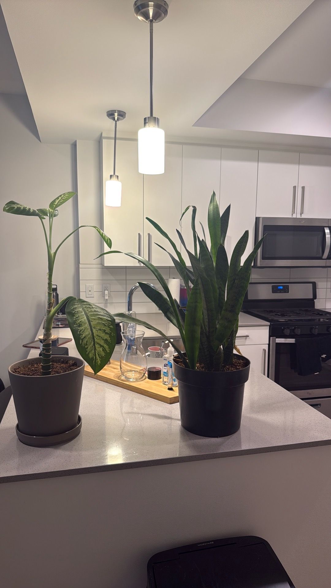 Plants