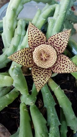 Rare Succulent Photo When Blossoms Appear