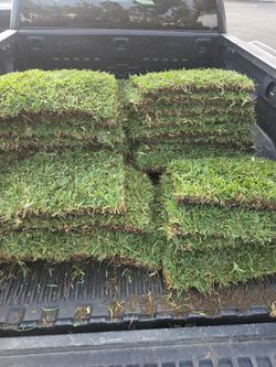 St Augustine Sod