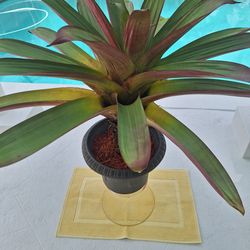 Bromeliad Alcantarea Imperials .