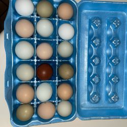 Farm Fresh Eggs! 6$ - Dozen