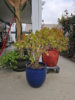 Jade Plant