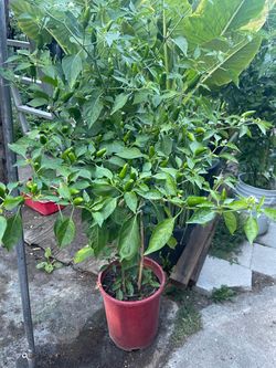 Pepper chili