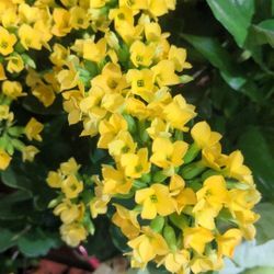 Yellow Kalanchoe blossfeldiana 4inch Grower Pot