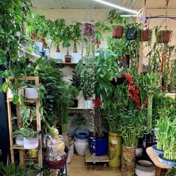 Indoor Plants, Plants And Orchids Shop, Tiệm Hoa Lan Và Cây Cảnh