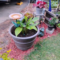 Lawn And Garden