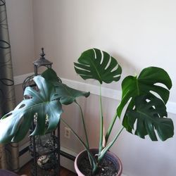 Very Large Monstera Deliciosa Split Leaf Plant