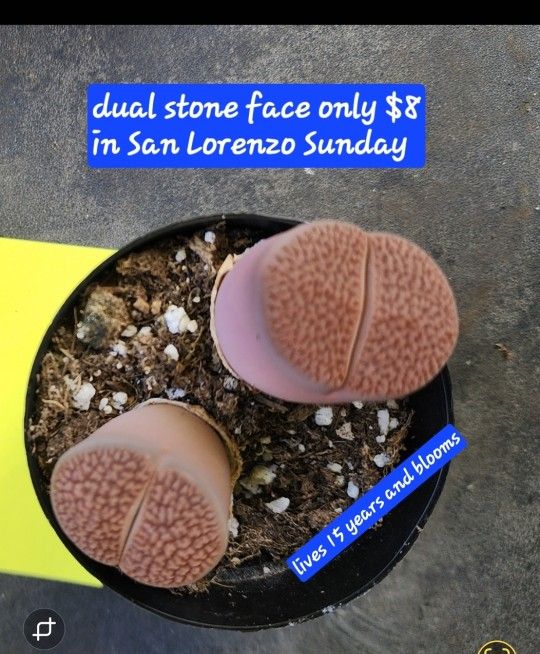 STONE FACE LITHOP PLUS SUCCULENTS SALE THIS SUNDAY IN SAN LORENZO $ TO $8 TO $35