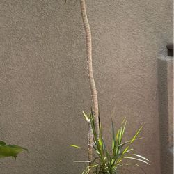 Gorgeous Dracaena Marginata