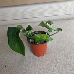 Houseplant Scindapsis Pictus Jade Plant