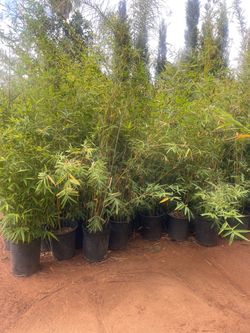 5 Gallon Size- Bamboo Plants- Both Running and Clumping Varieties Available