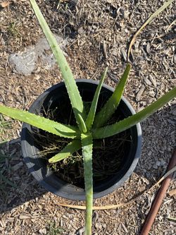 Aloe Vera (organic)