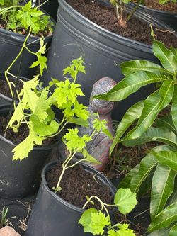 Ampalaya bitter melon bitter gourd cerase seedlings