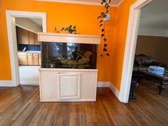 Fish and fish tank