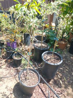 Black Cobra Chilli Plants 5 gal . most have flowers & fruit