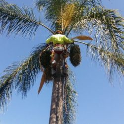 Treemming