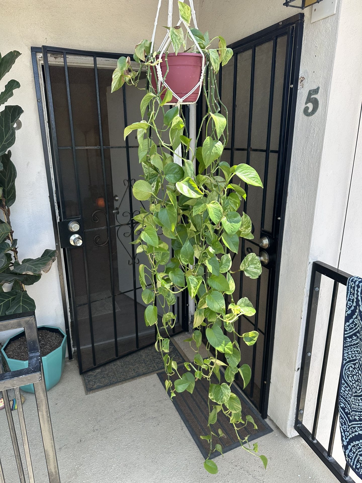 House Plant