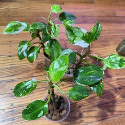 Philodendron White Princess Plant