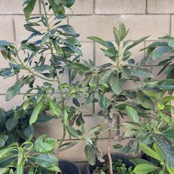 Selling Avocado Trees ! All Sizes !