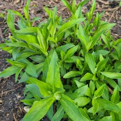Perennial Phlox  Flowering Plants