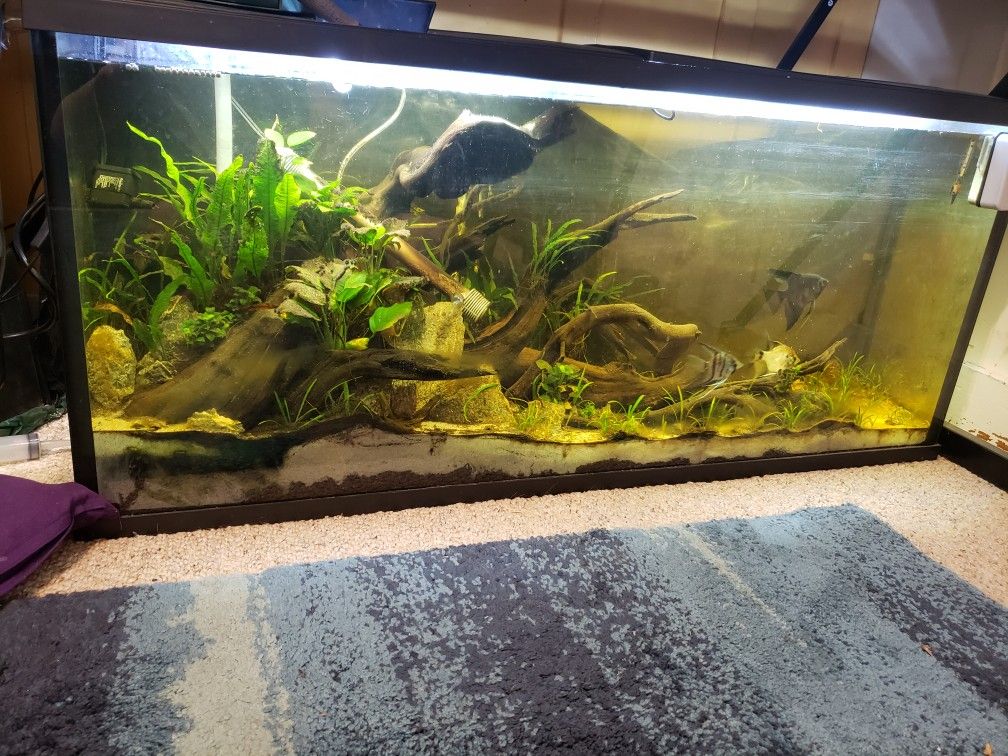 55 Gallon Freshwater Planted Aquarium Aquascape With Angelfish 