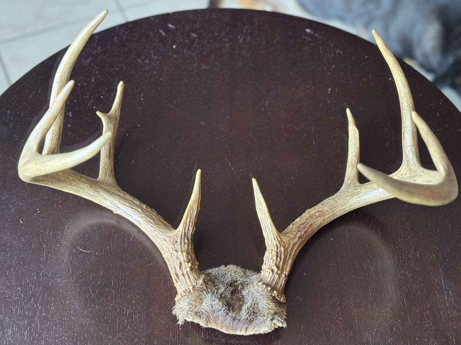 Deer Antler Mount